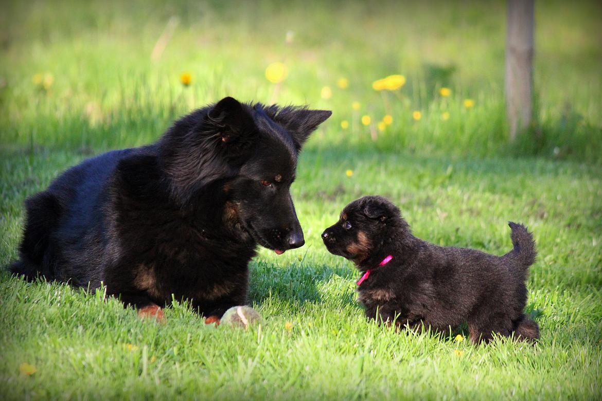 Chodsky Pes Herrera Vita Canina billede 6