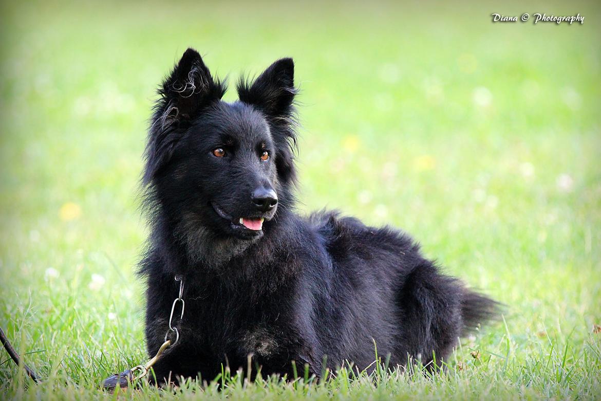 Chodsky Pes Herrera Vita Canina billede 1