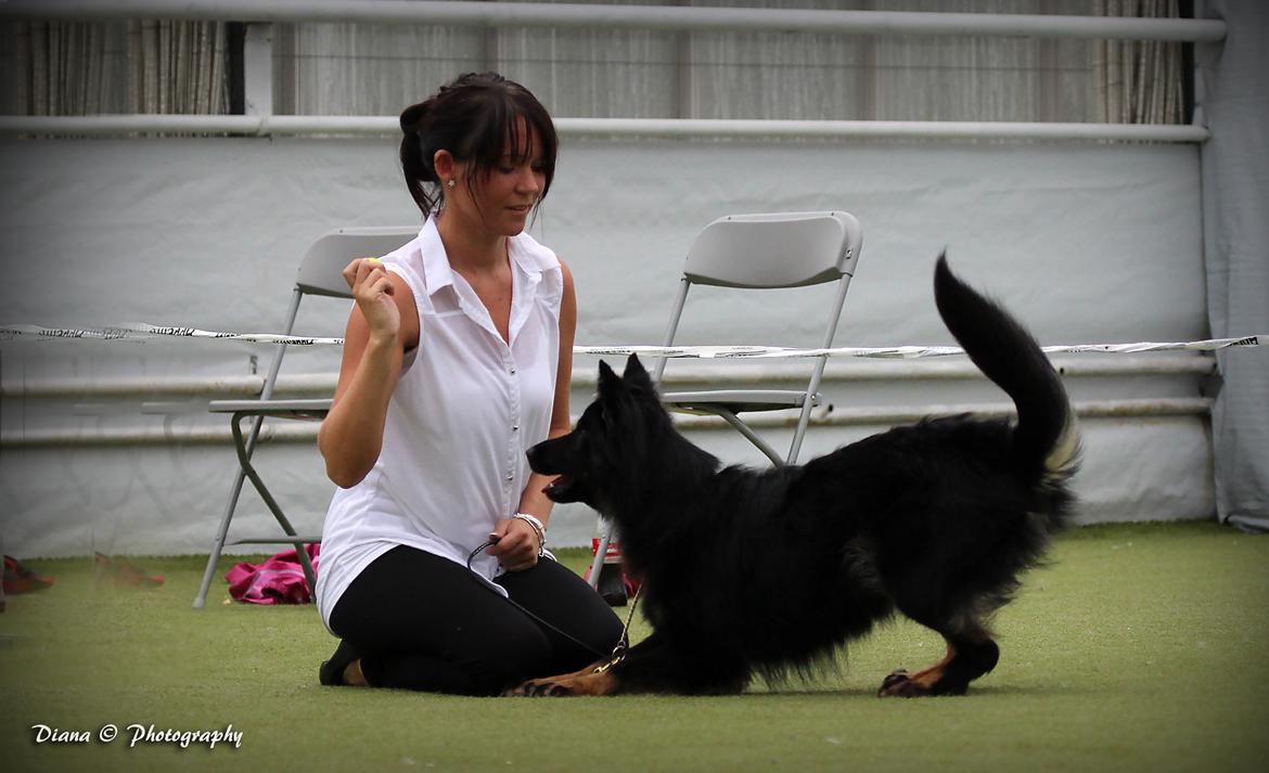 Chodsky Pes Herrera Vita Canina billede 7