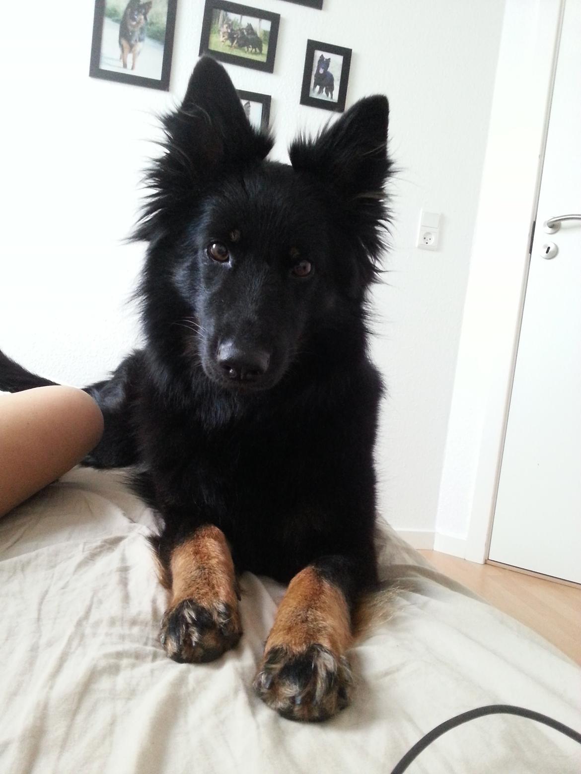 Chodsky Pes Herrera Vita Canina billede 8