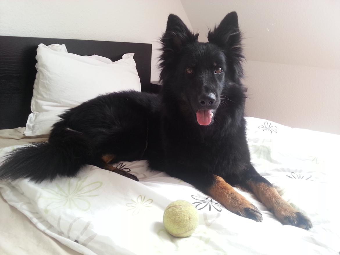 Chodsky Pes Herrera Vita Canina billede 9