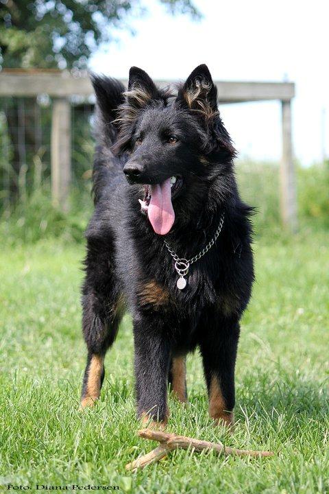 Chodsky Pes Herrera Vita Canina billede 10