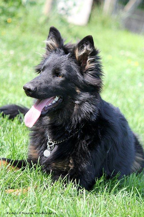 Chodsky Pes Herrera Vita Canina billede 11