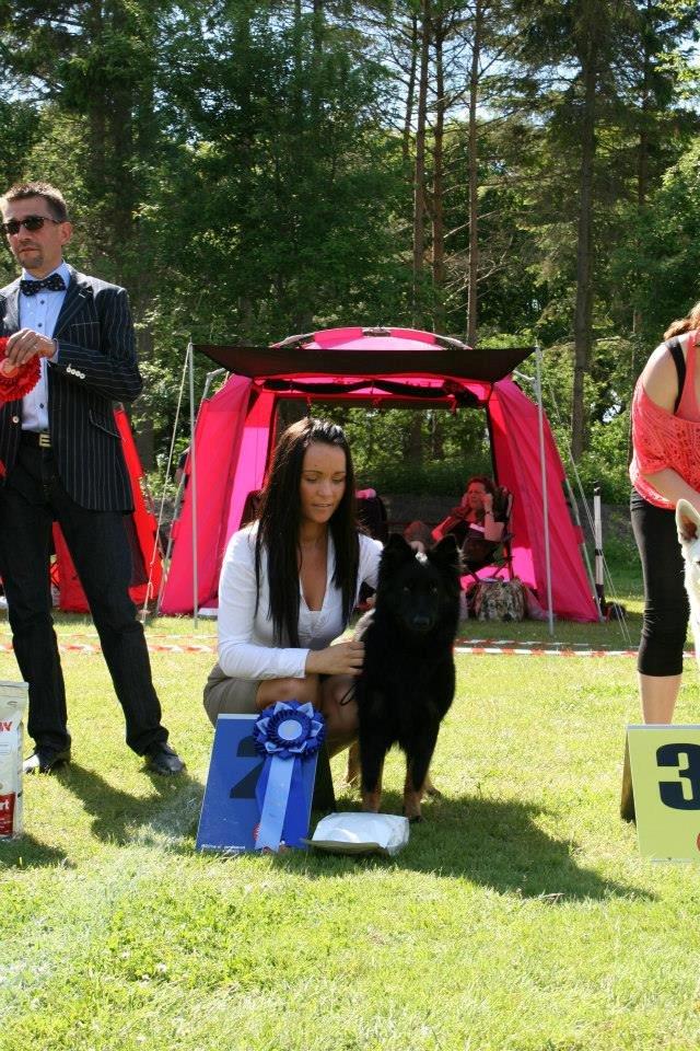 Chodsky Pes Herrera Vita Canina billede 12