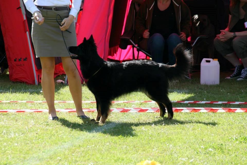 Chodsky Pes Herrera Vita Canina billede 13