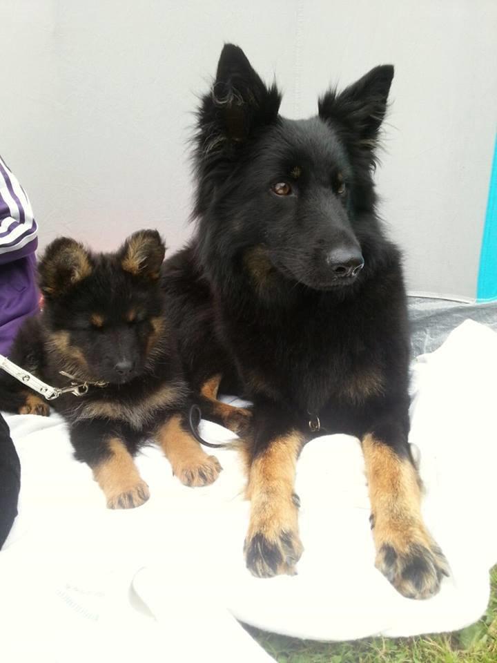 Chodsky Pes Herrera Vita Canina billede 14