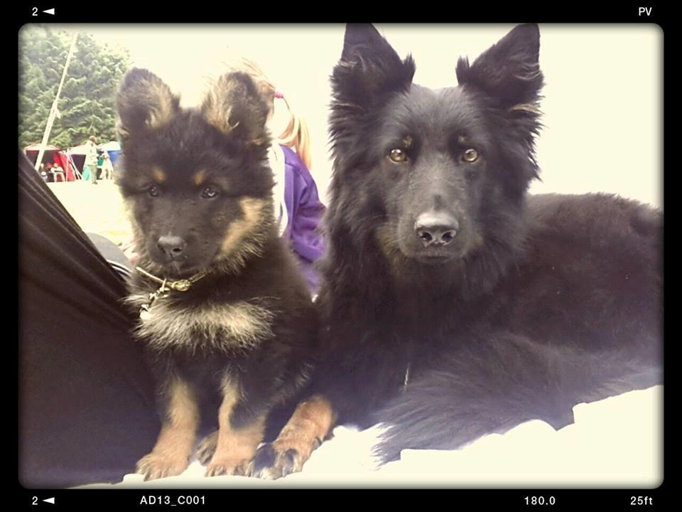 Chodsky Pes Herrera Vita Canina billede 15