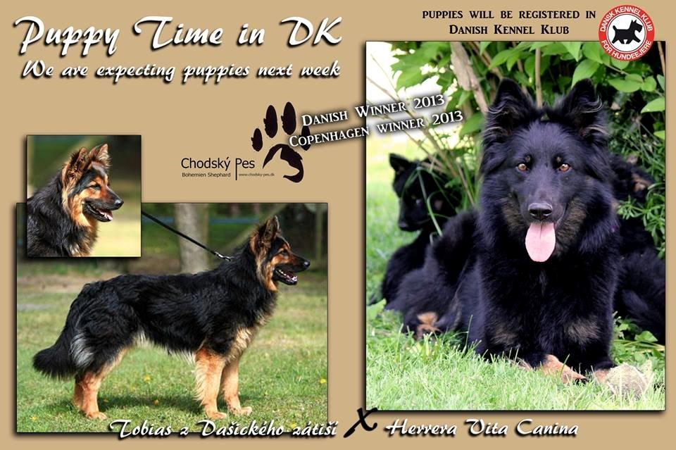 Chodsky Pes Herrera Vita Canina billede 16