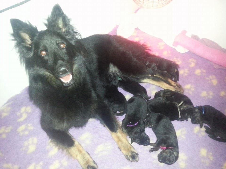 Chodsky Pes Herrera Vita Canina billede 17