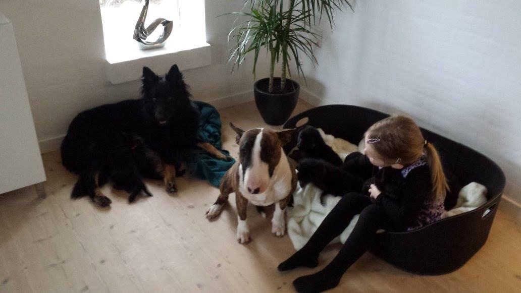 Chodsky Pes Herrera Vita Canina billede 19