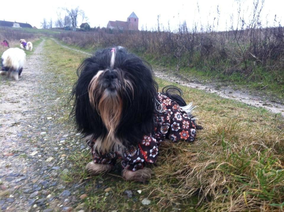 Shih tzu Flindt´s Born To Beauty (Bumle) - Januar 2014 billede 32