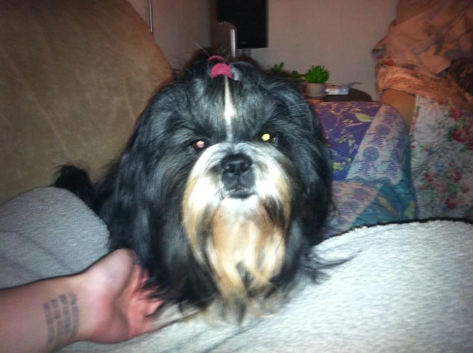 Shih tzu Flindt´s Born To Beauty (Bumle) - Januar 2014 billede 1