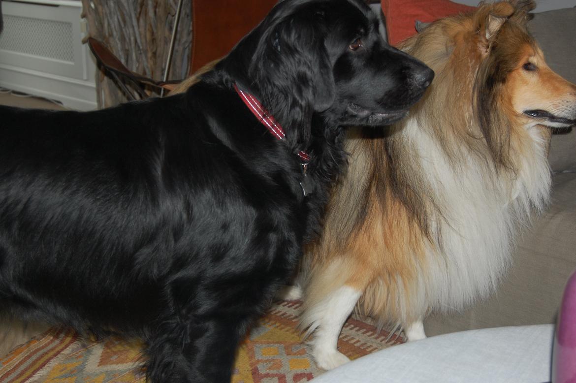 Blanding af racer Bella ~min lille skat~ - Bella og Marco billede 2