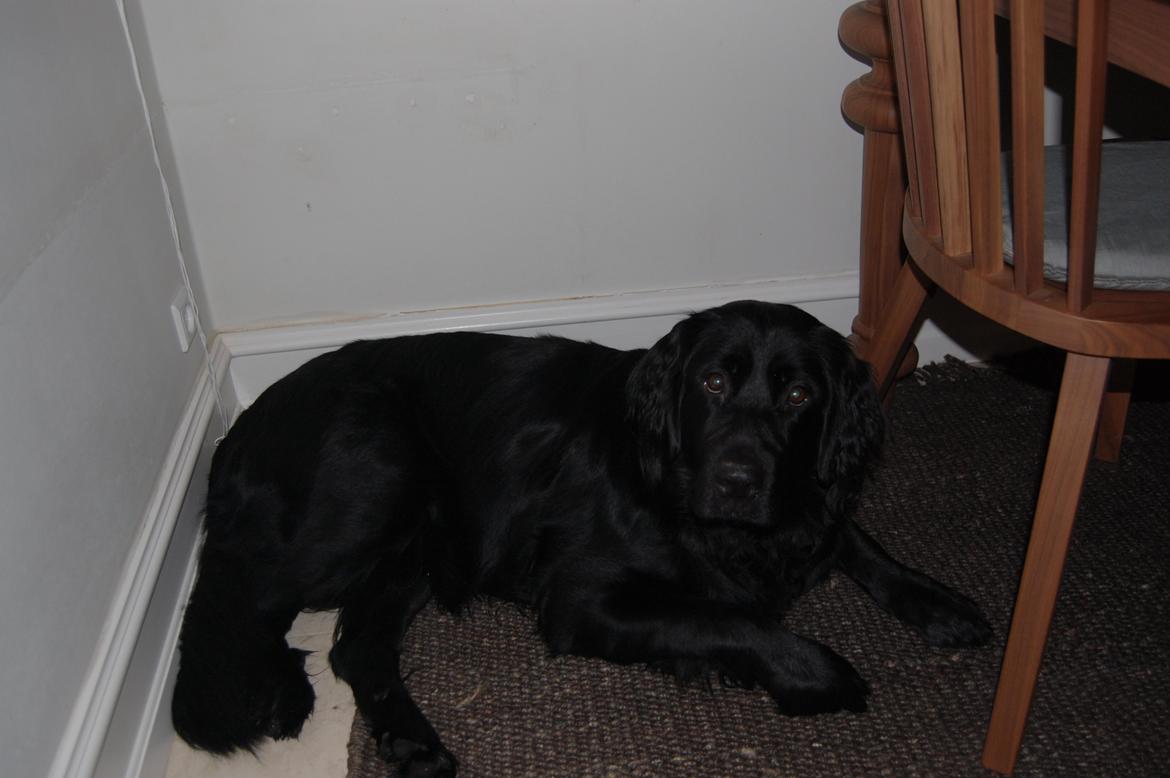 Blanding af racer Bella ~min lille skat~ - Smukke billede 3