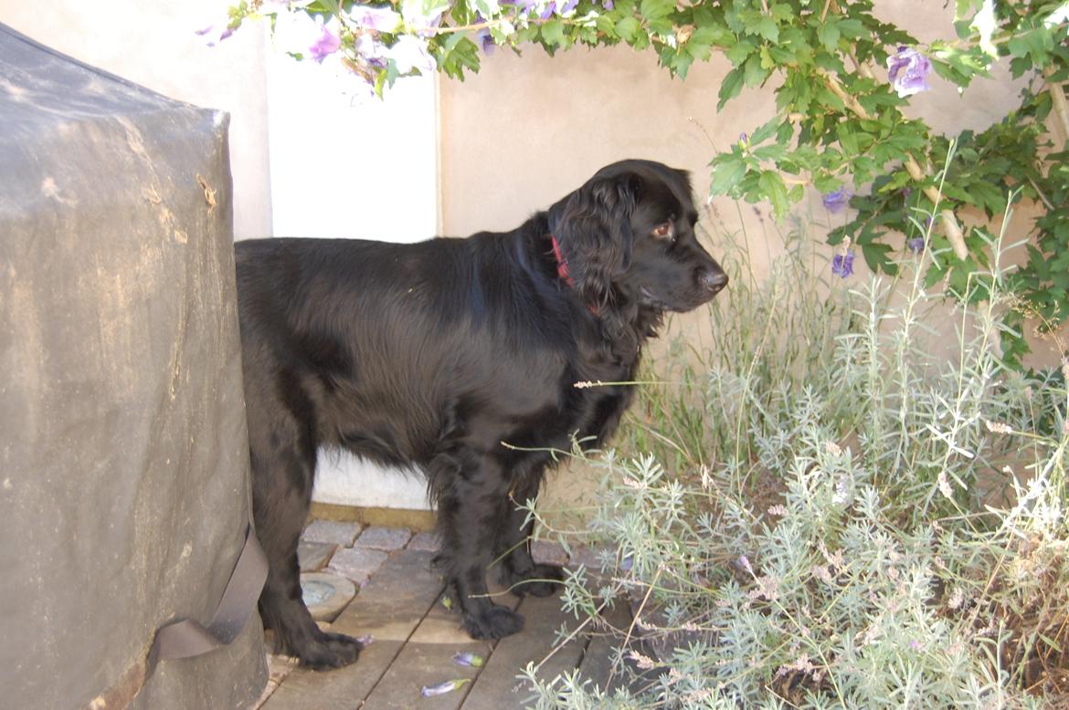 Blanding af racer Bella ~min lille skat~ - Velkommen til Bellas profil! **Billeder må IKKE tages uden lov!** billede 1