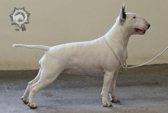 Bullterrier Amy billede 11