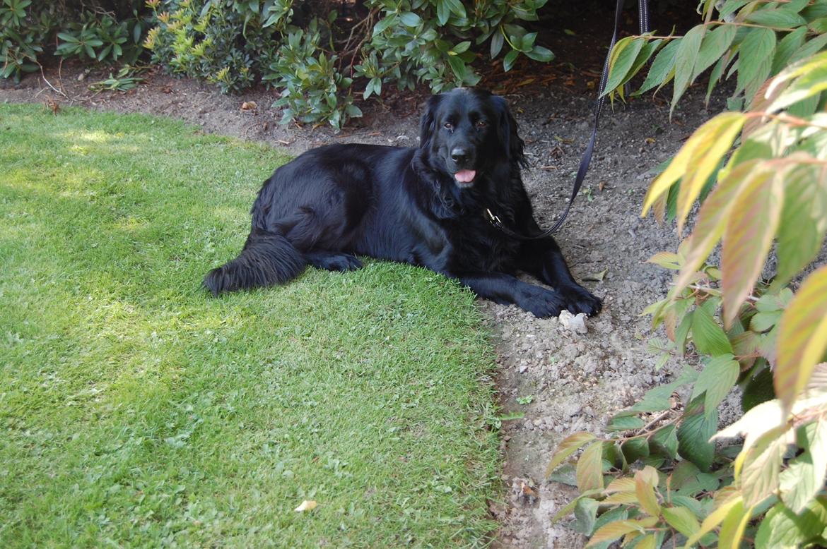 Blanding af racer Bella ~min lille skat~ - Bella i haven billede 5