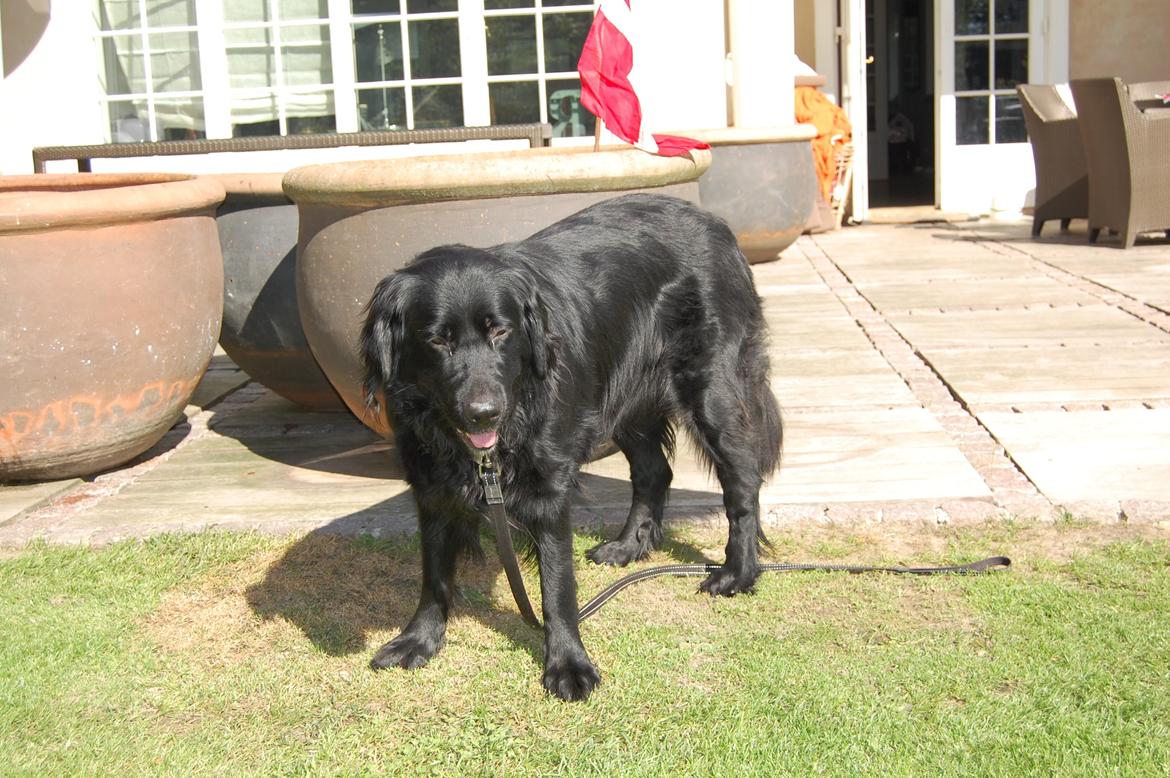 Blanding af racer Bella ~min lille skat~ - Bella en solskins dag billede 6