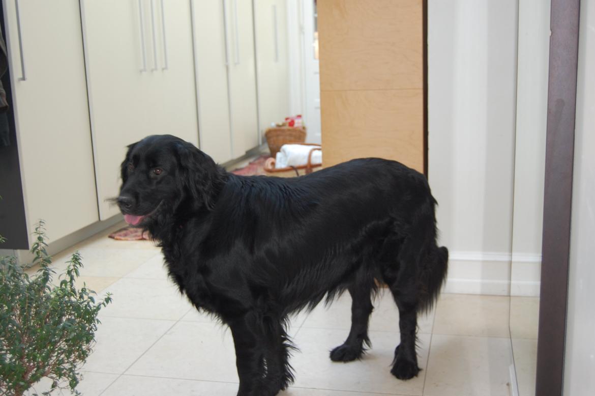 Blanding af racer Bella ~min lille skat~ - Bella pigen <33 billede 7