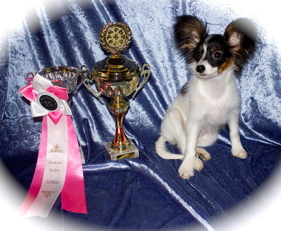 Papillon Flowerbirds Zia Be My Beauty - 18/1-14 Zia kan nu kaldes Baby-champion samt vinder "Best i show" (baby) billede 9