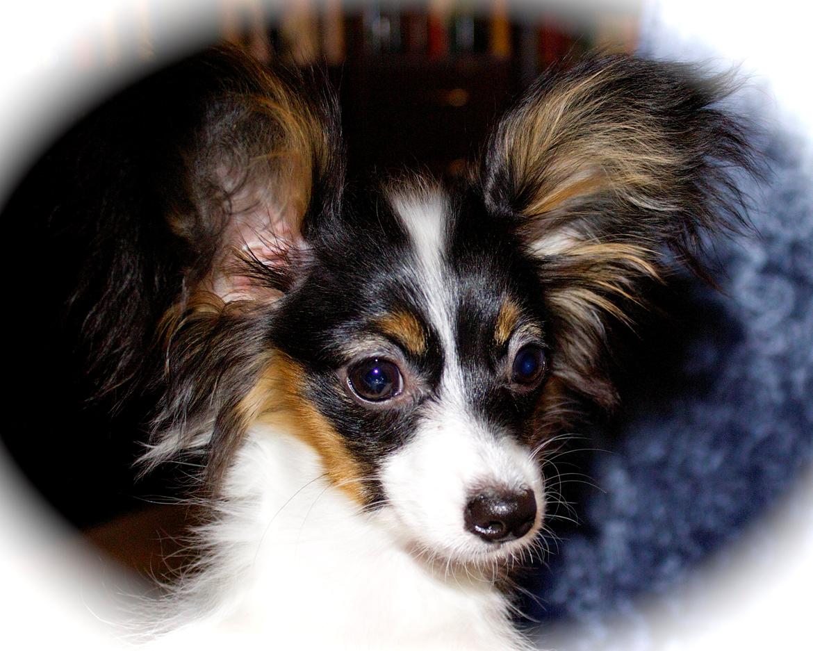 Papillon Flowerbirds Zia Be My Beauty - Zia 4 mdr. gammel <3. billede 16