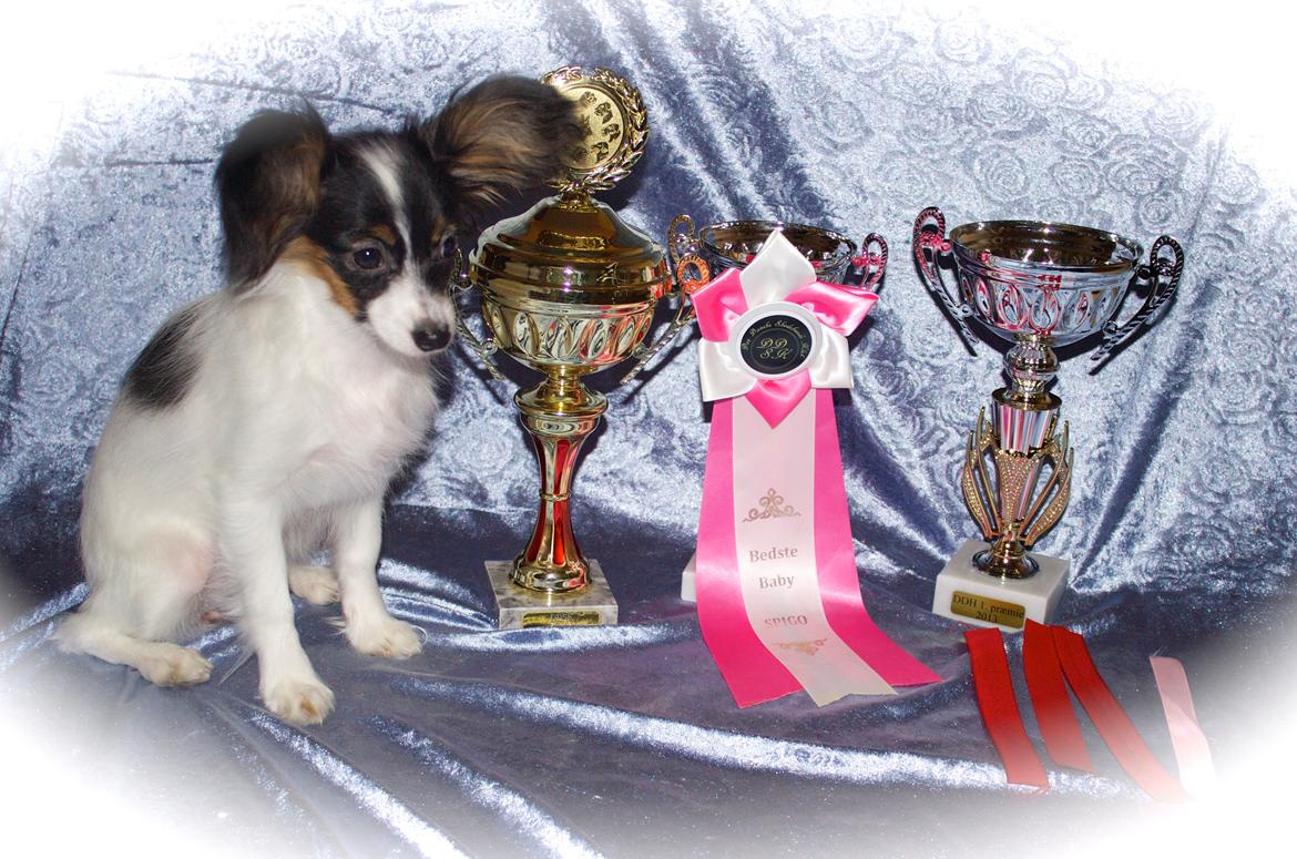 Papillon Flowerbirds Zia Be My Beauty - Zia´s pokaler i januar mde. 2014....blot 4. mdr. gammel. billede 19