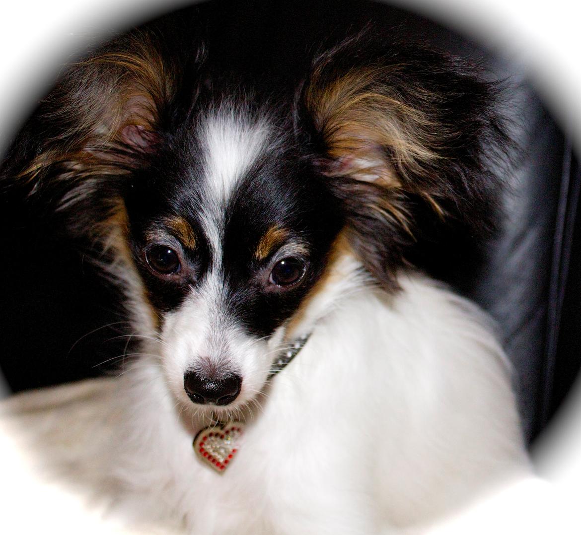 Papillon Flowerbirds Zia Be My Beauty billede 17