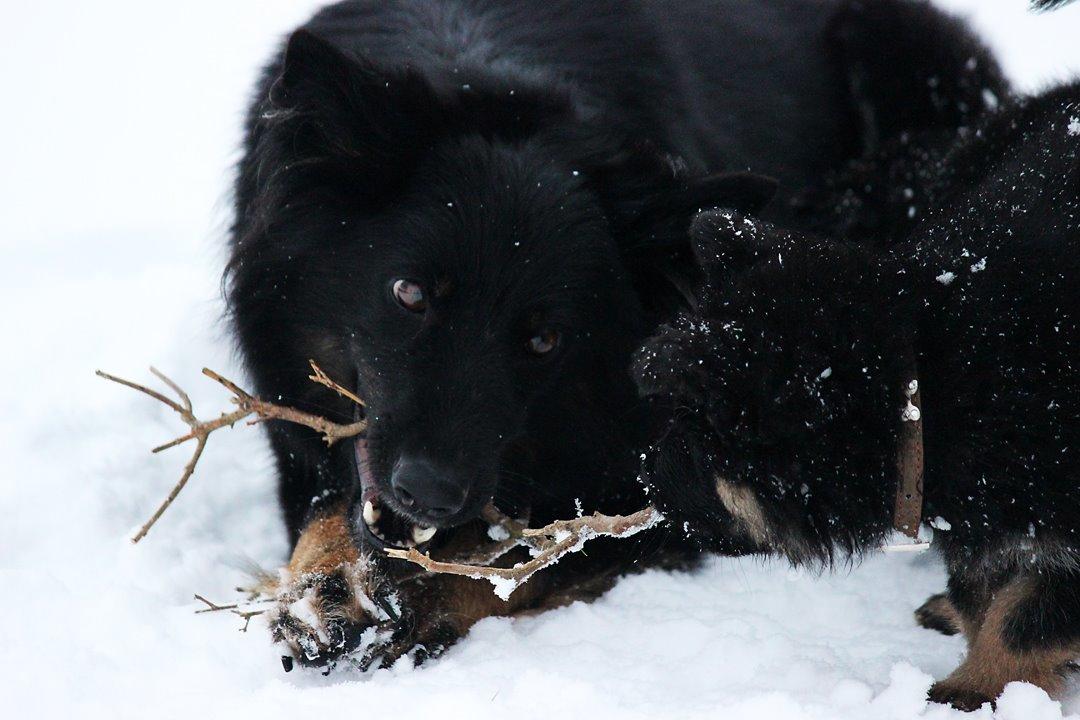 Chodsky Pes Herrera Vita Canina billede 20
