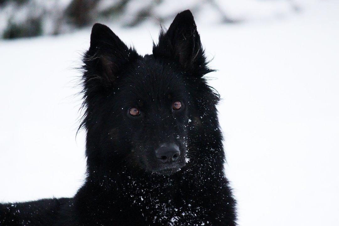 Chodsky Pes Herrera Vita Canina billede 21