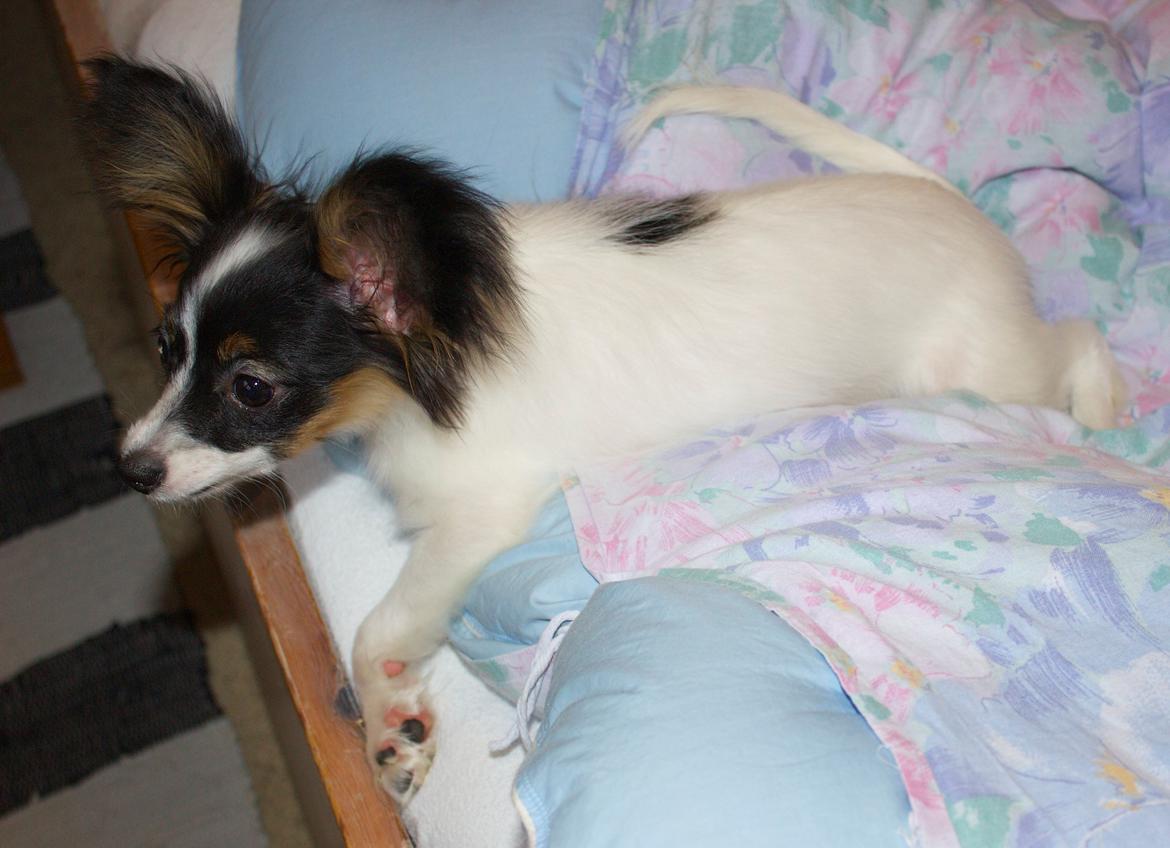 Papillon Flowerbirds Zia Be My Beauty billede 20