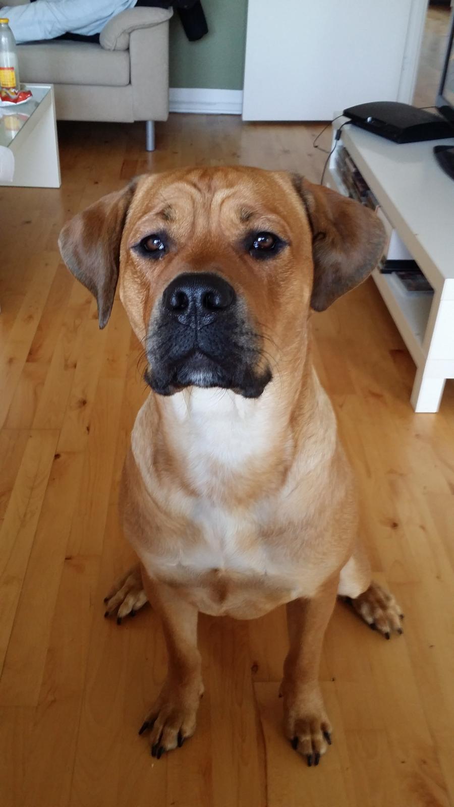 Blanding af racer Paco billede 1