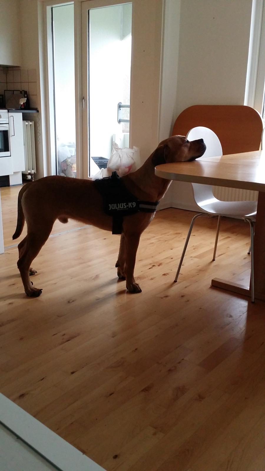 Blanding af racer Paco billede 2