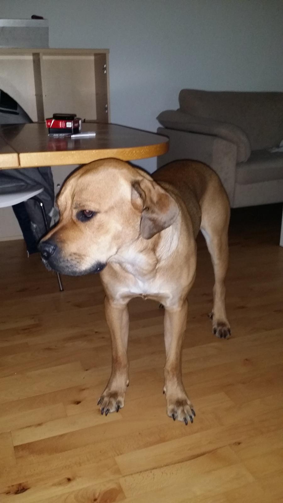 Blanding af racer Paco billede 3