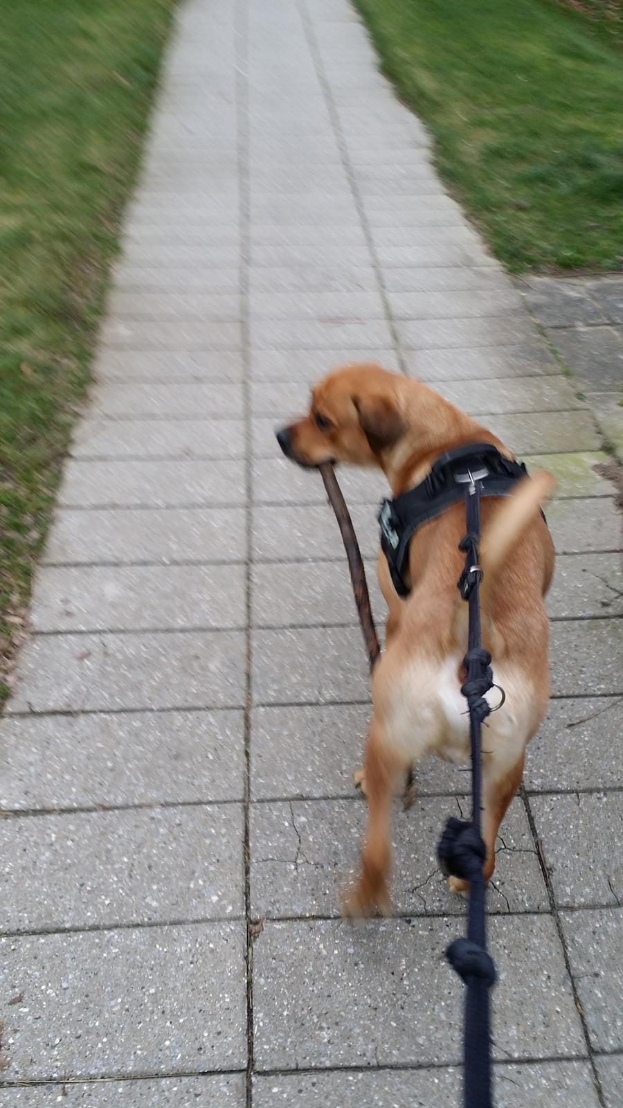 Blanding af racer Paco billede 4