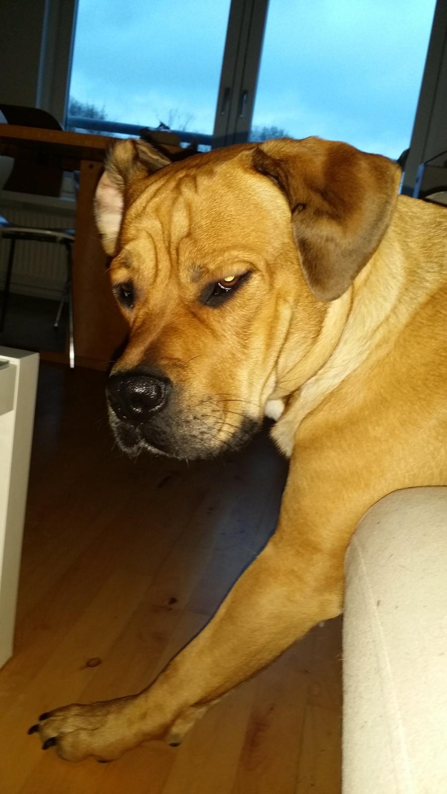 Blanding af racer Paco billede 5