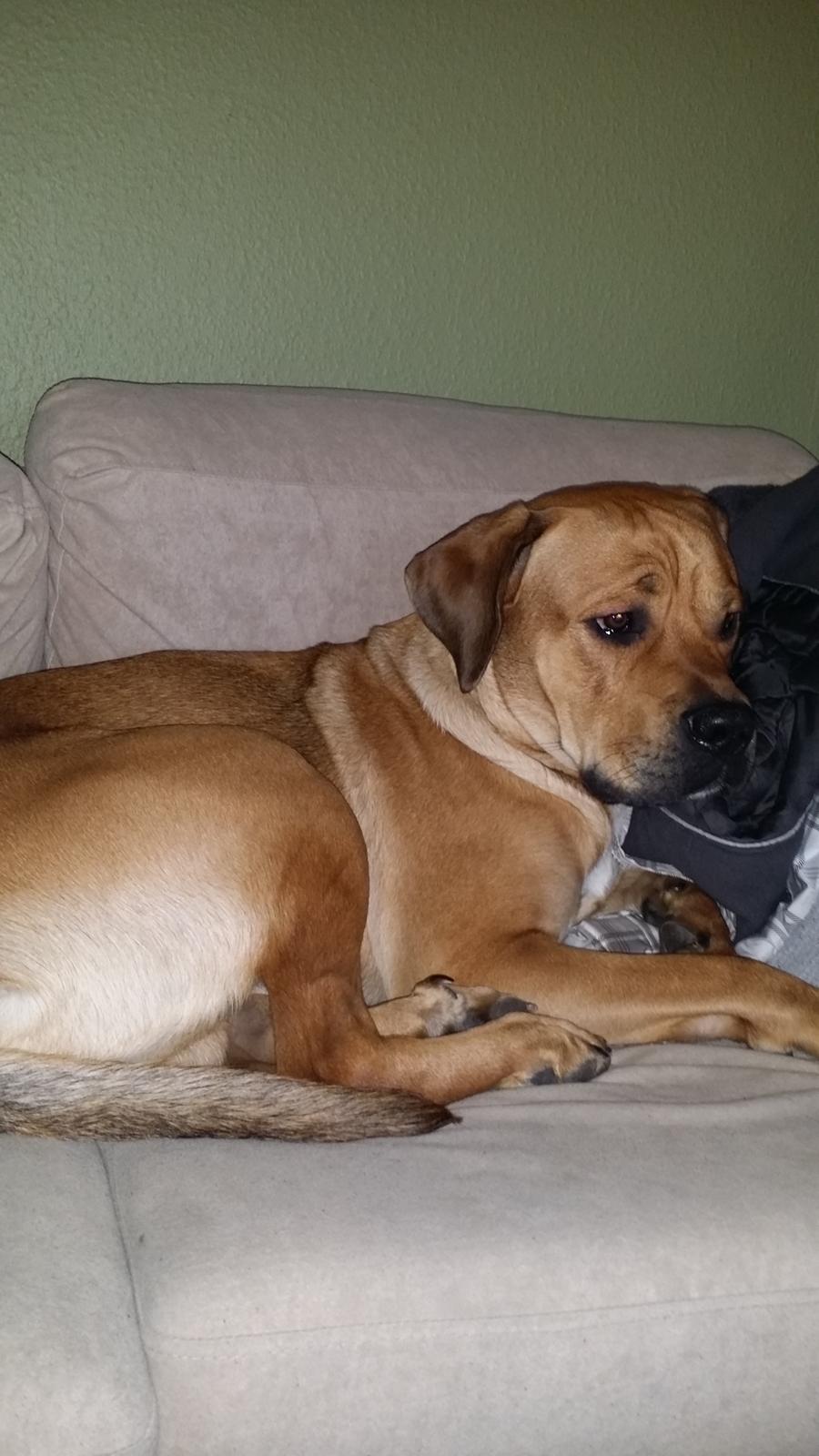 Blanding af racer Paco billede 7