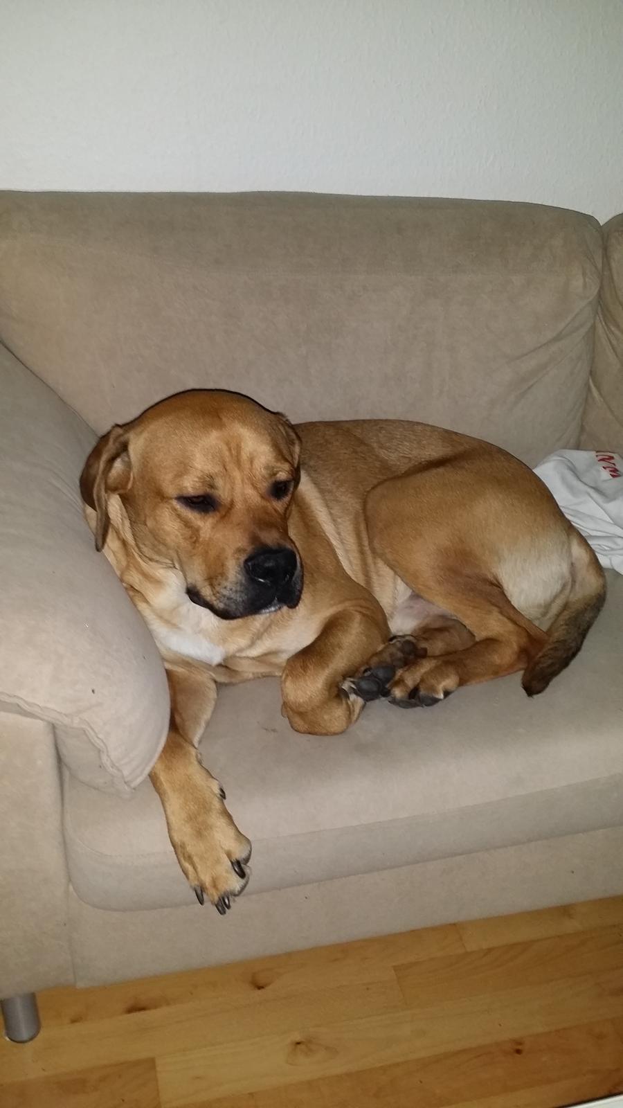 Blanding af racer Paco billede 8