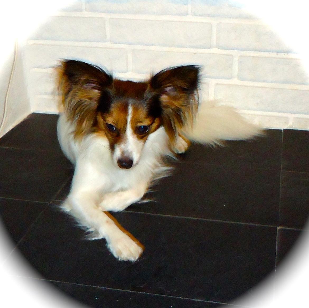 Papillon Alberte Demanture my dream. billede 5