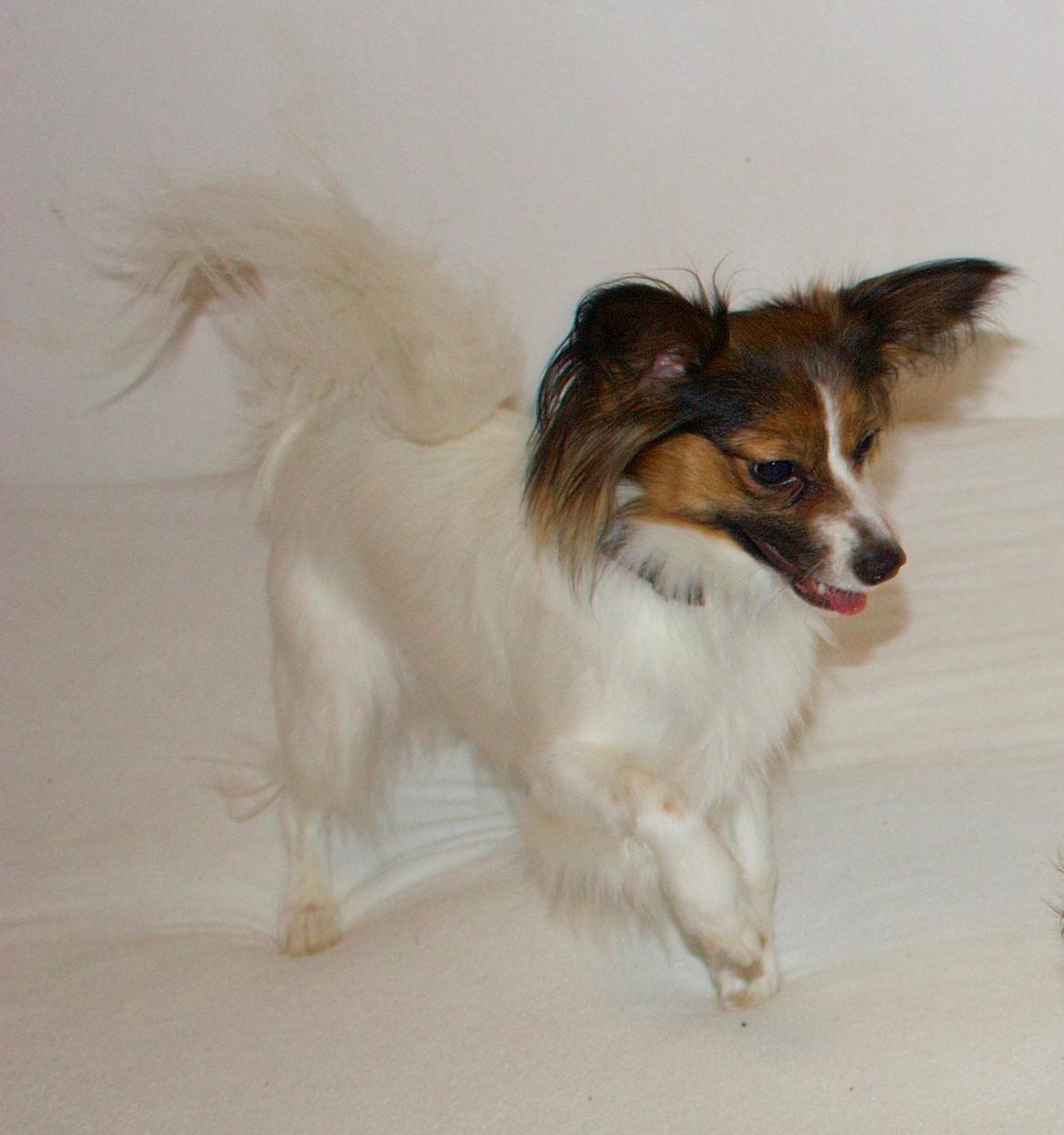 Papillon Alberte Demanture my dream. - Soffy 13 mdr. gammel billede 4