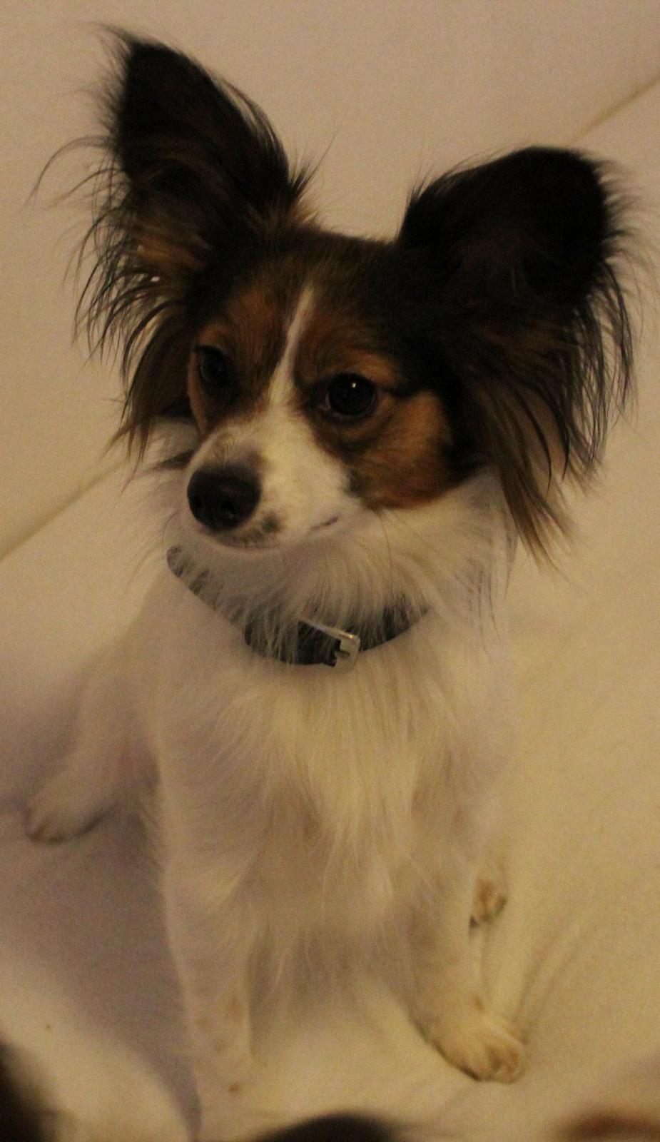 Papillon Alberte Demanture my dream. billede 9