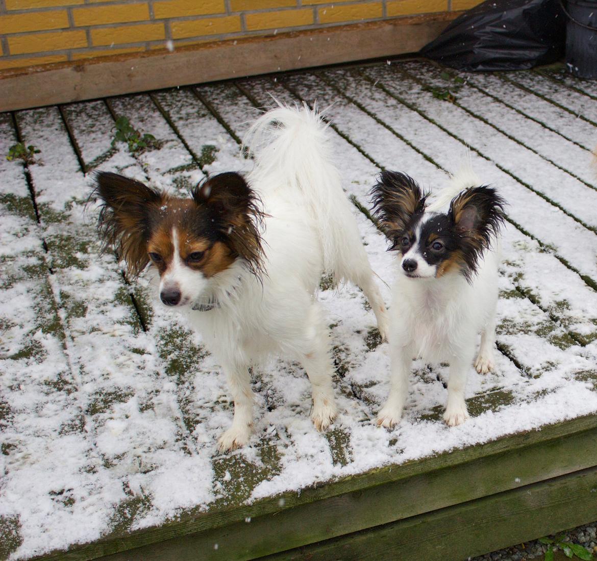 Papillon Alberte Demanture my dream. - Soffy og hendes kusine Zia hygger i haven :-) billede 10