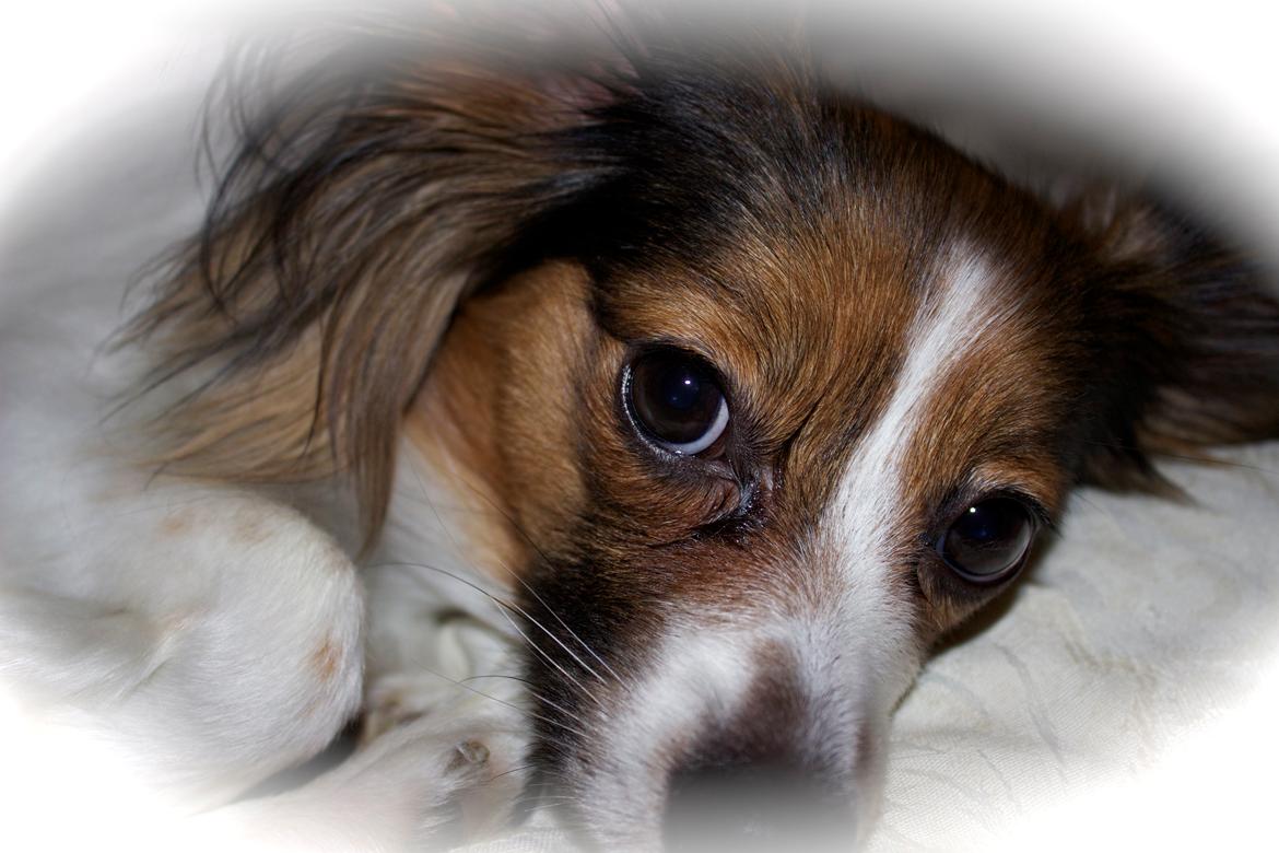 Papillon Alberte Demanture my dream. - Min smukke Soffy 1 år. <3 billede 7