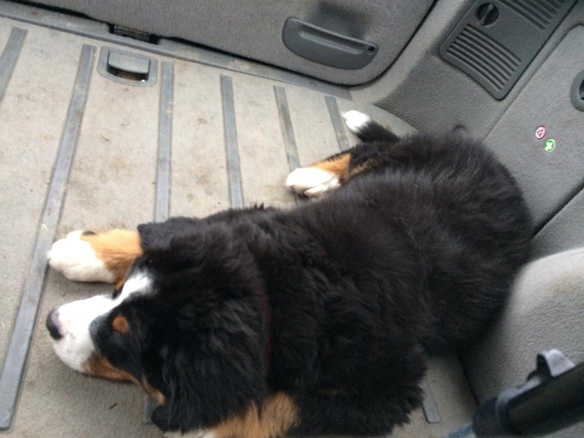 Berner sennenhund Saxo - træt hund efter hundetræning..  billede 19