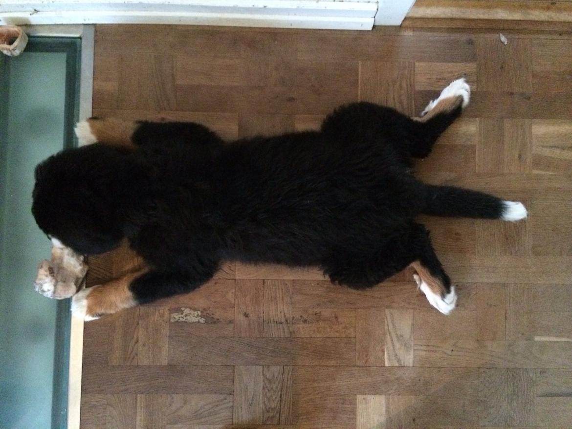 Berner sennenhund Saxo billede 20