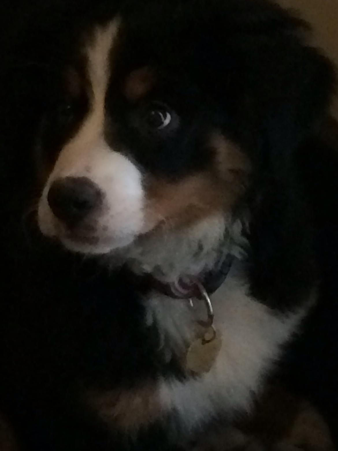 Berner sennenhund Saxo billede 21