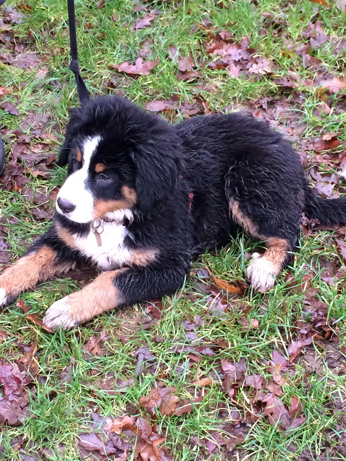 Berner sennenhund Saxo - hundetræning, våd og træt hund!  billede 22