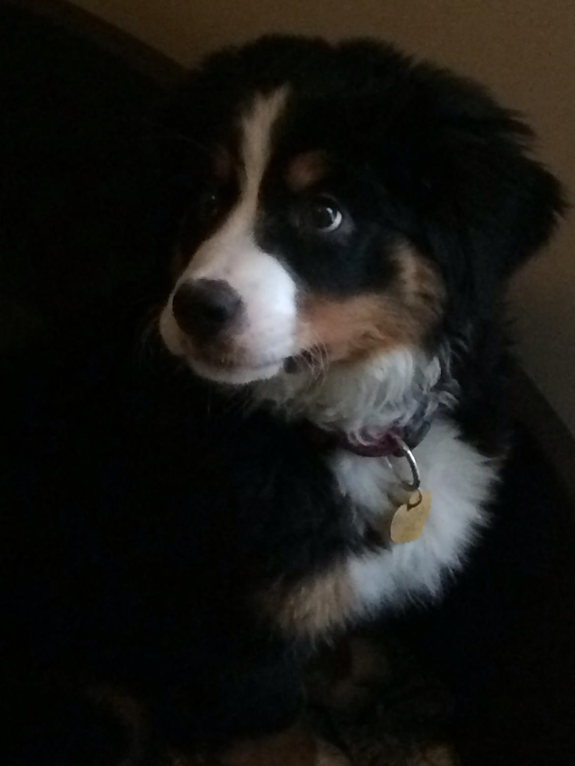 Berner sennenhund Saxo billede 23