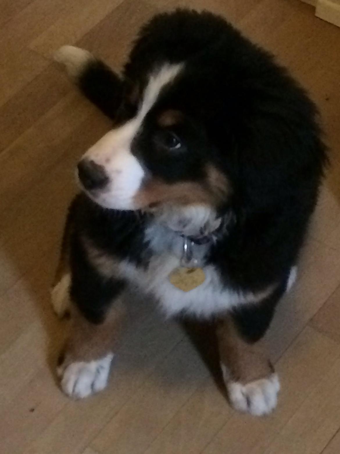 Berner sennenhund Saxo billede 24