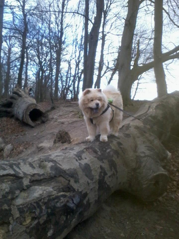 Chow chow Nin-T'sun Cooper De La Creme billede 23