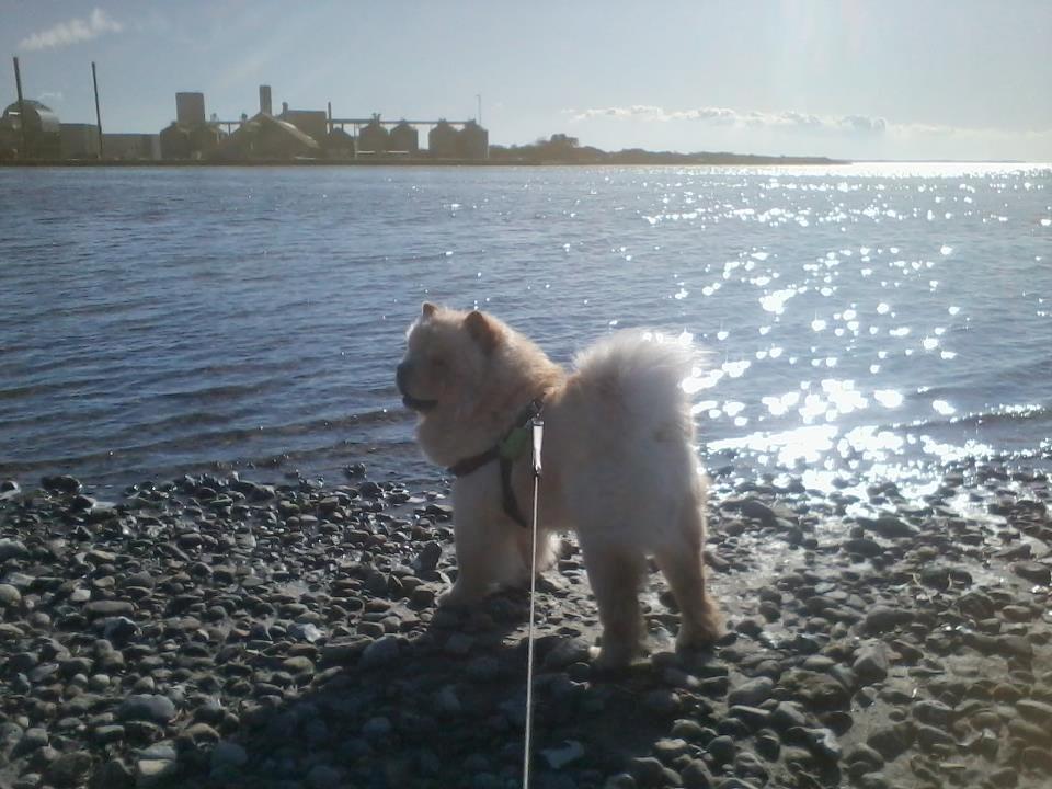 Chow chow Nin-T'sun Cooper De La Creme billede 24